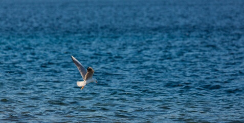 Flying seagull over the blue water of the Red Sea. Dahab, Egypt