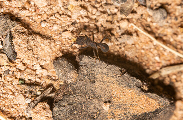 Black Hairy Ant Crawling on Dirt Stones and Twigs