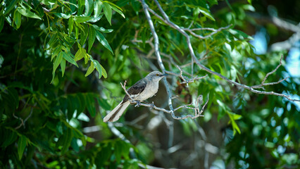 Small Black and White Bird Sitting on a Tree Branch