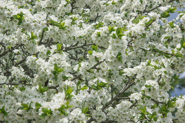 Photo. Background from branches of blossoming cherry.