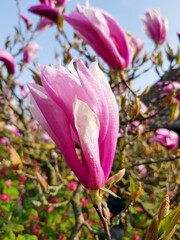 Blooming Magnolia (in german Magnolie) magnolia