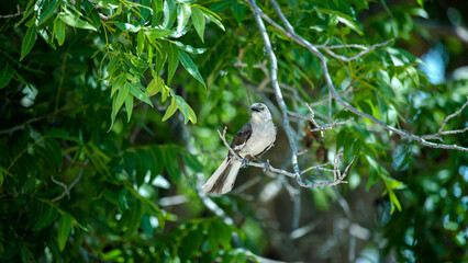 White with Black Bird on a Tree Branch