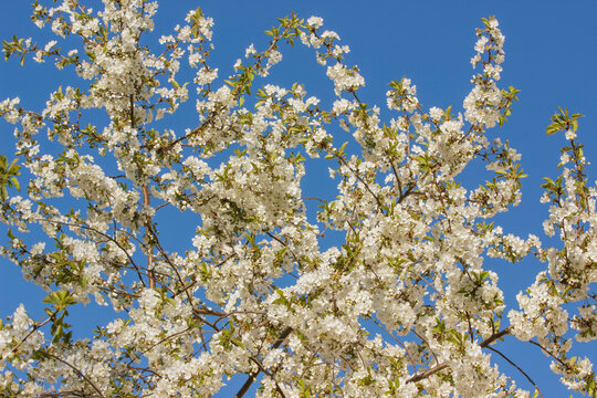 Photo. Cherry blossom branches against the blue sky. Taken in the morning in sunlight during the flowering period.