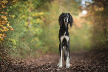 Black and tan Persian Greyhound Saluki dog breed