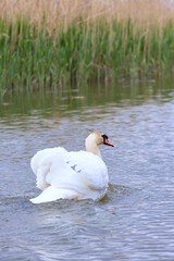 Obraz premium Mute swan is swimming in the Volga river near the reeds