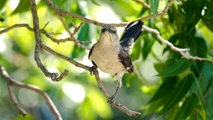 Bird Perched on a Branch