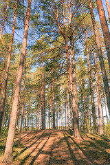Photo. Vertical. Landscape. Spring sunny morning in a pine forest. View from bottom to top.