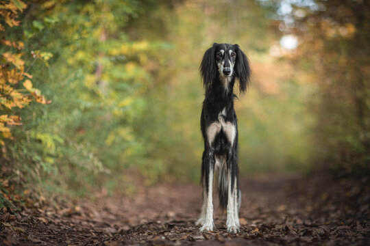 Black and tan Persian Greyhound Saluki dog breed