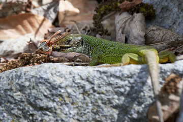 European green lizard (Lacerta viridis) feeding with a Cockchafer beetle (Melolontha melolontha)