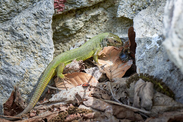 European green lizard (Lacerta viridis) feeding with a Cockchafer beetle (Melolontha melolontha)