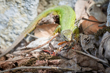 European green lizard (Lacerta viridis) feeding with a Cockchafer beetle (Melolontha melolontha)