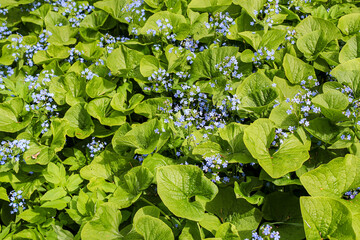 Small flowers among large leaves.