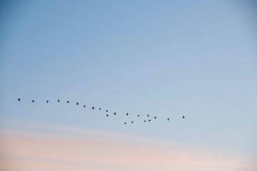 Geese flying in formation