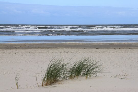 dune grass on stormy north sea beach of Langeoog