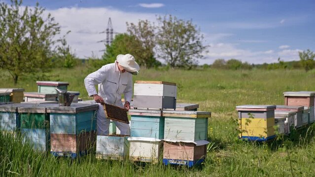 Male beekeeper checking his bee hives at the little farm. Man holds a frame and looks at it attentively.