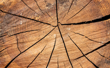 cross section of tree wood trunk - wooden background 	