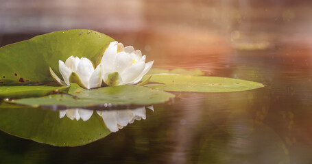 white water lily in pond under sunlight. Blossom time of lotus flower
