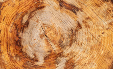cross section of tree wood trunk - wooden background	