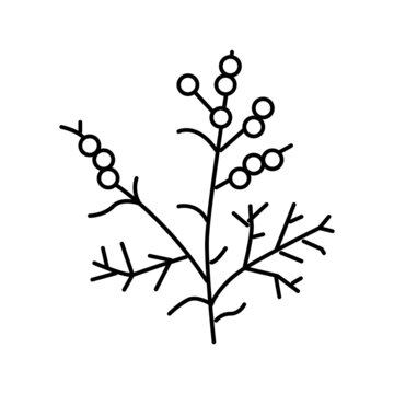 wormwood plant line icon vector illustration