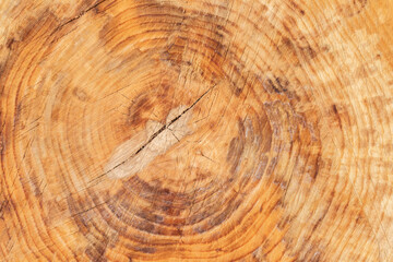Naklejka premium cross section of tree wood trunk - wooden background 
