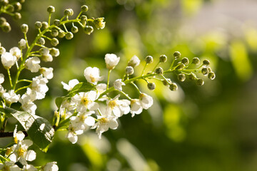 White flowers of bird cherry in the rays of the spring sun. Bright and romantic spring mood