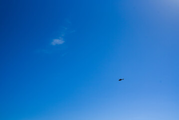 Flying helicopters in the sky.