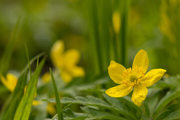 Yellow spring flower on a green background. Postcard, combination of yellow and green