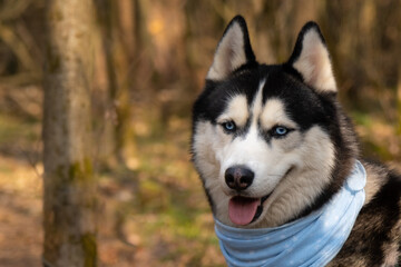 Husky portrait. A dog with blue eyes and a blue scarf. Husky in the forest. Dog muzzle close-up. There is space for text