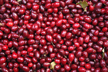 Ripe dogwood fruits. Red cherries background. Harvest of burgundy fruits of dogwood. Season of healthy plants. Concept of healthy eating.