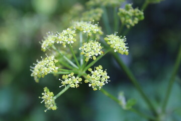 close-up photos of ants on leaves