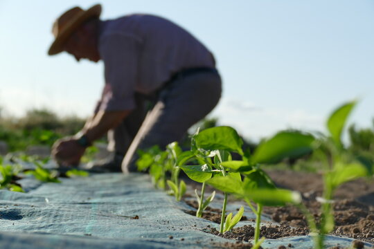 Persona agricultor plantando hortalizas y pimientos en el huerto