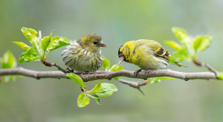 Little bird sitting on branch of  tree. Male and female The Eurasian Siskin (Spinus spinus)
