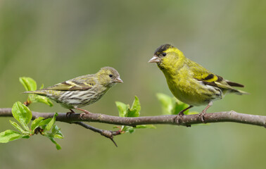 Little bird sitting on branch of  tree. Male and female The Eurasian Siskin (Spinus spinus)