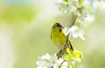 Little bird sitting on branch of blossom tree. The Eurasian Siskin (Spinus spinus)