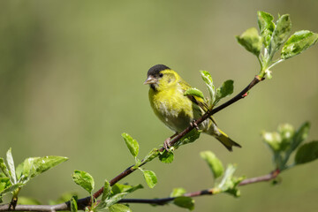Little bird sitting on branch of blossom tree. The Eurasian Siskin