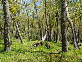 A poplar region with plenty of water that grows among grasses, meadows and beauties