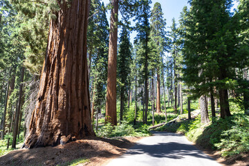 Sequoia National Park in California