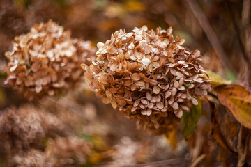 Dried flowers of a hydrangea bush in the garden. Autumn mood, swirling bokeh