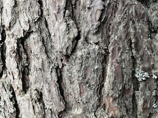 Tree bark background, old pine bark.