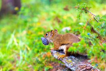 Red Squirrel in sunny day