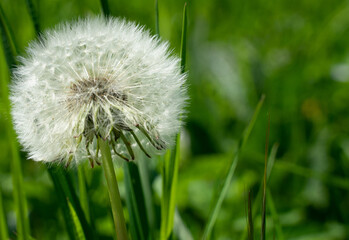 Pusteblume