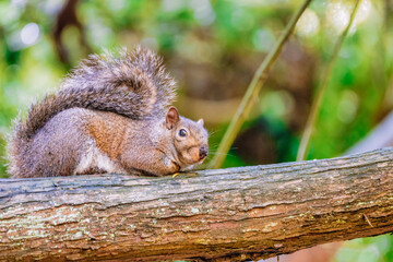 Close-up of an American red squirrel that sits on a tree trunk in the forest on a warm spring day in May selective focus with blurred background