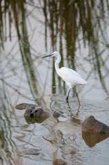 L'aigrette fait son marché