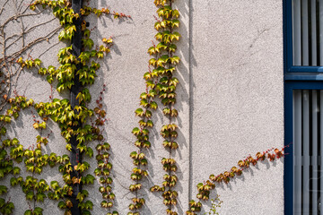 climbing plants on wall of building