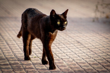 Black Cat