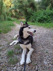 husky dog in the woods