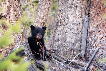 Obraz na płótnie Canvas American black bear cub eating wild berries