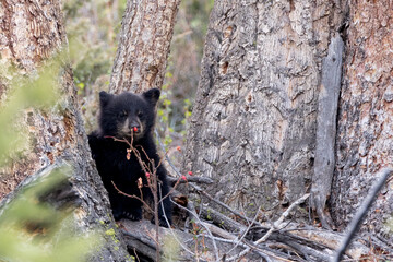 American black bear cub eating wild berries