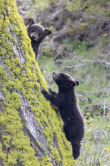 American black bear cubs playing in a tree