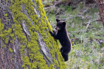 An American black bear cub clinging to the side of a tree - obrazy, fototapety, plakaty